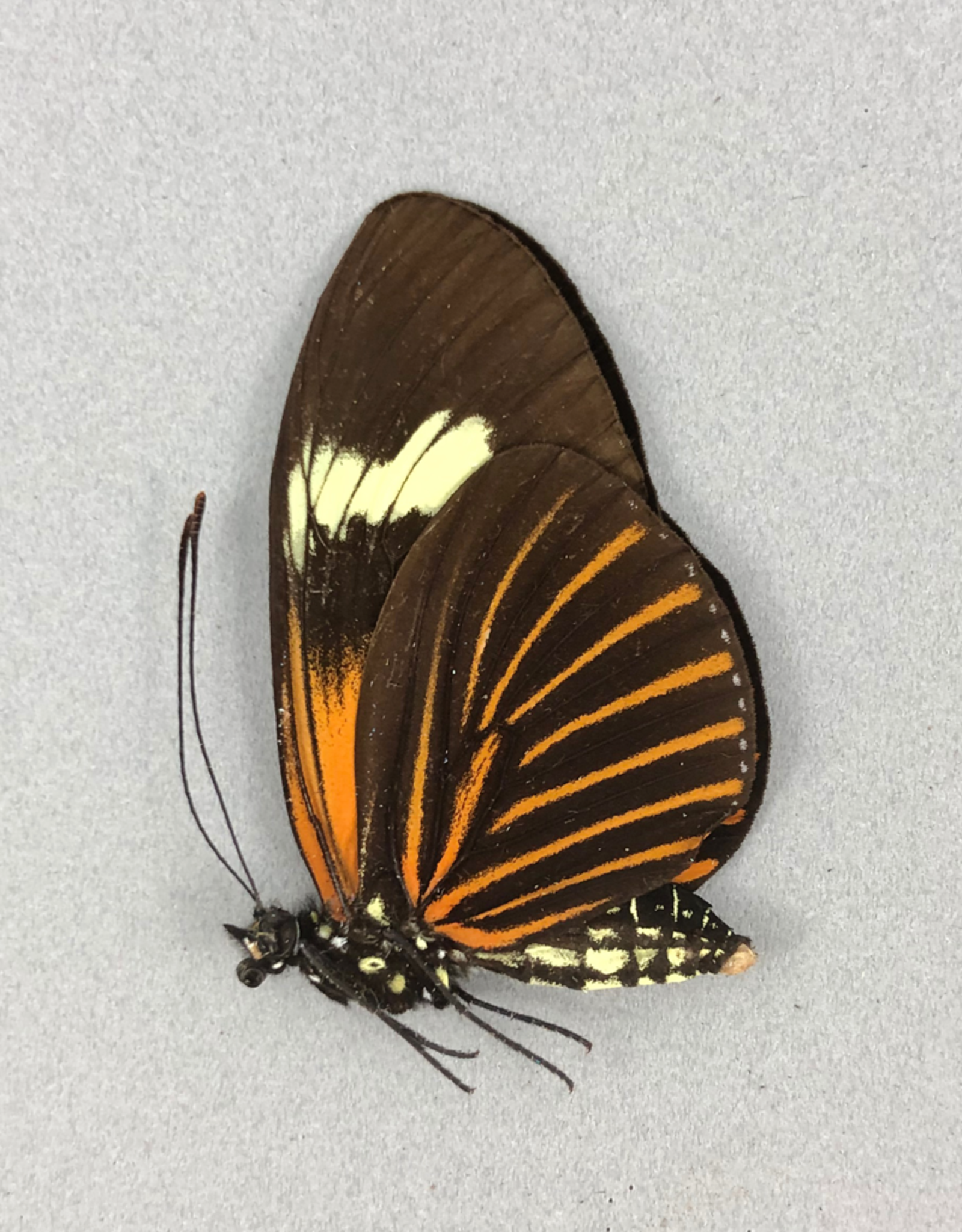 Heliconius xanthocles f. melior M A1 Peru