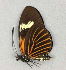 Heliconius xanthocles f. melior M A1 Peru