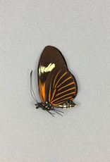 Heliconius xanthocles f. melior M A1 Peru
