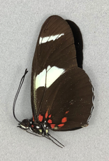 Heliconius leucadia f. pseudorhea M A1 Peru