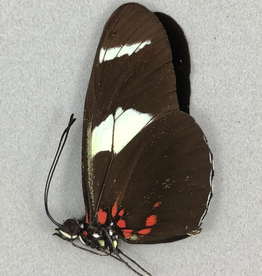 Heliconius leucadia f. pseudorhea M A1 Peru