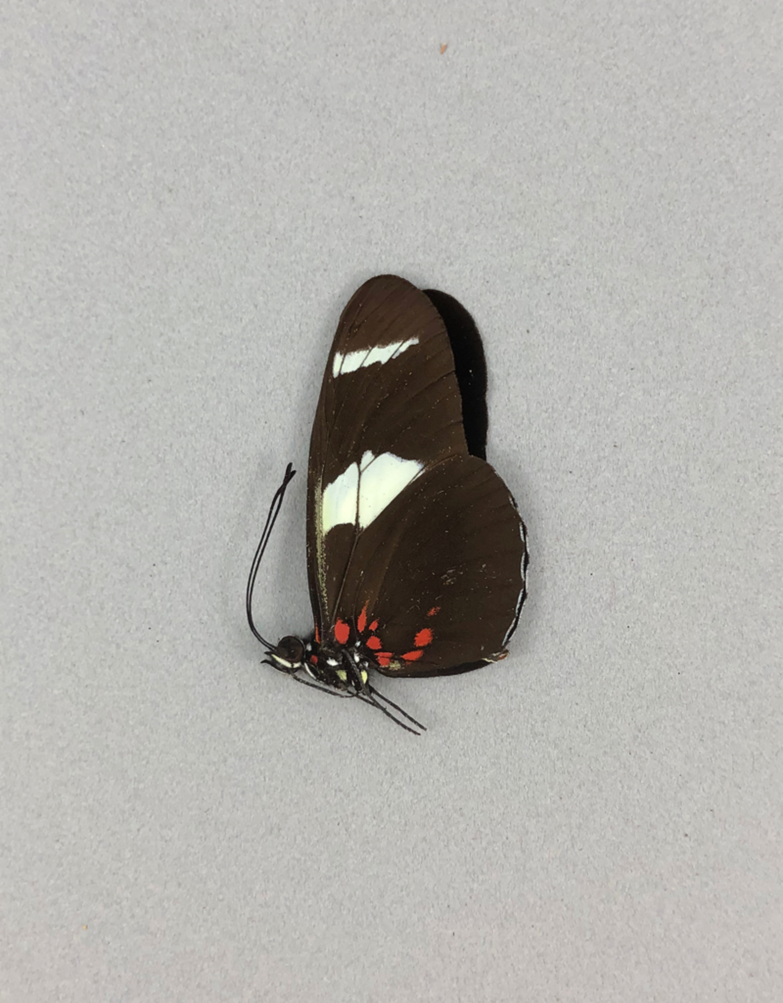 Heliconius leucadia f. pseudorhea M A1 Peru