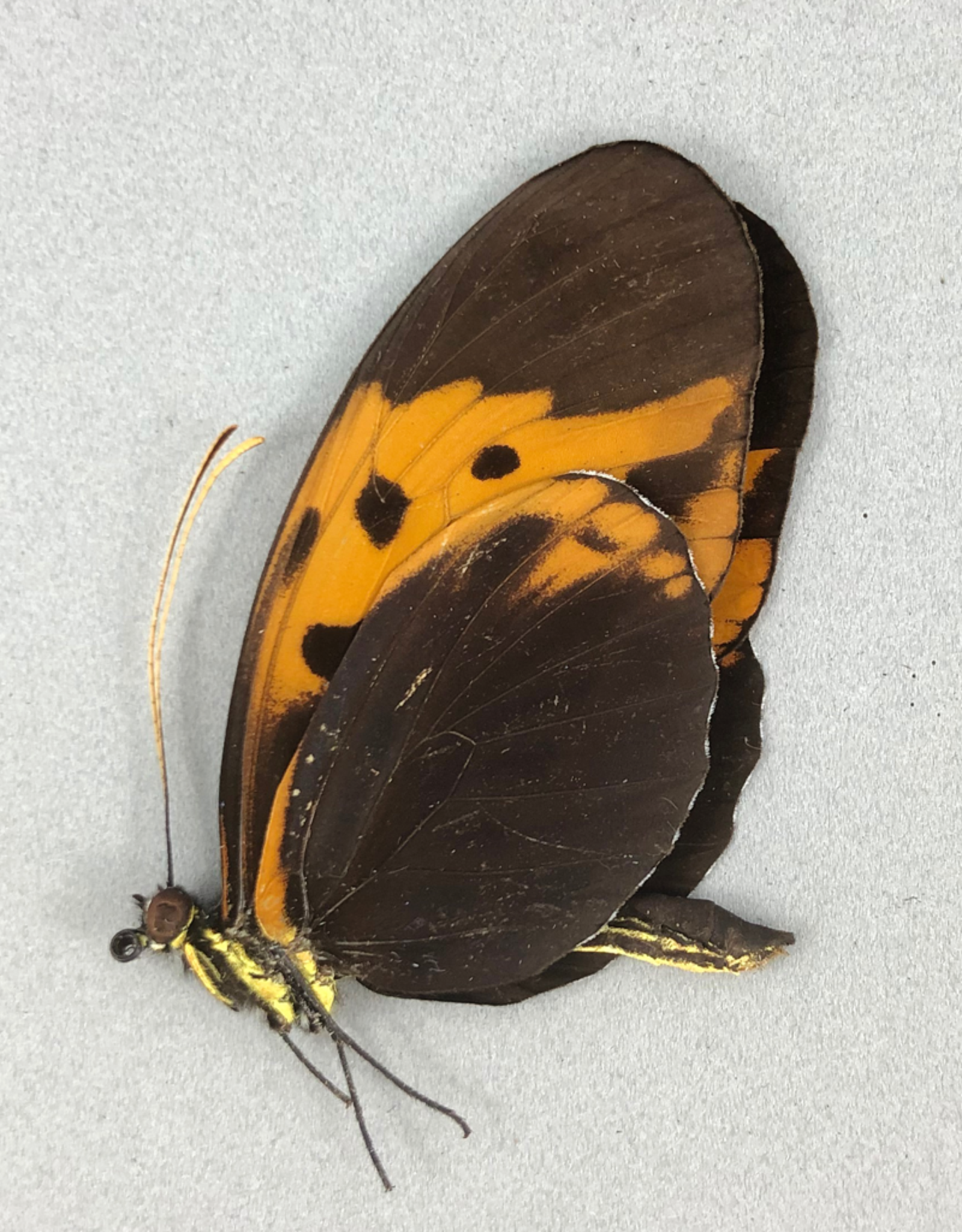 Heliconius numata f. bicoloratus M A1 Peru