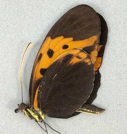 Heliconius numata f. bicoloratus M A1 Peru