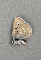 Plebejus icariodes M A1 Canada