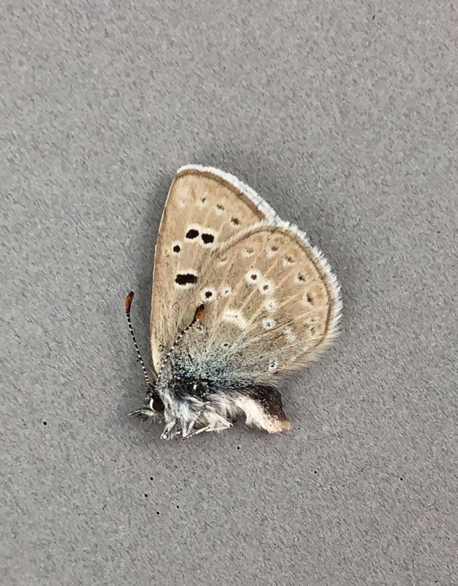 Plebejus icariodes M A1 Canada