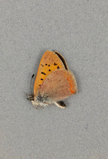 Lycaena dorcus arcticus M A1 Canada