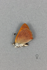 Lycaena dorcus arcticus PAIR A1 Canada