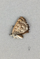 Lycaena mariposa penroseae F A1 Canada