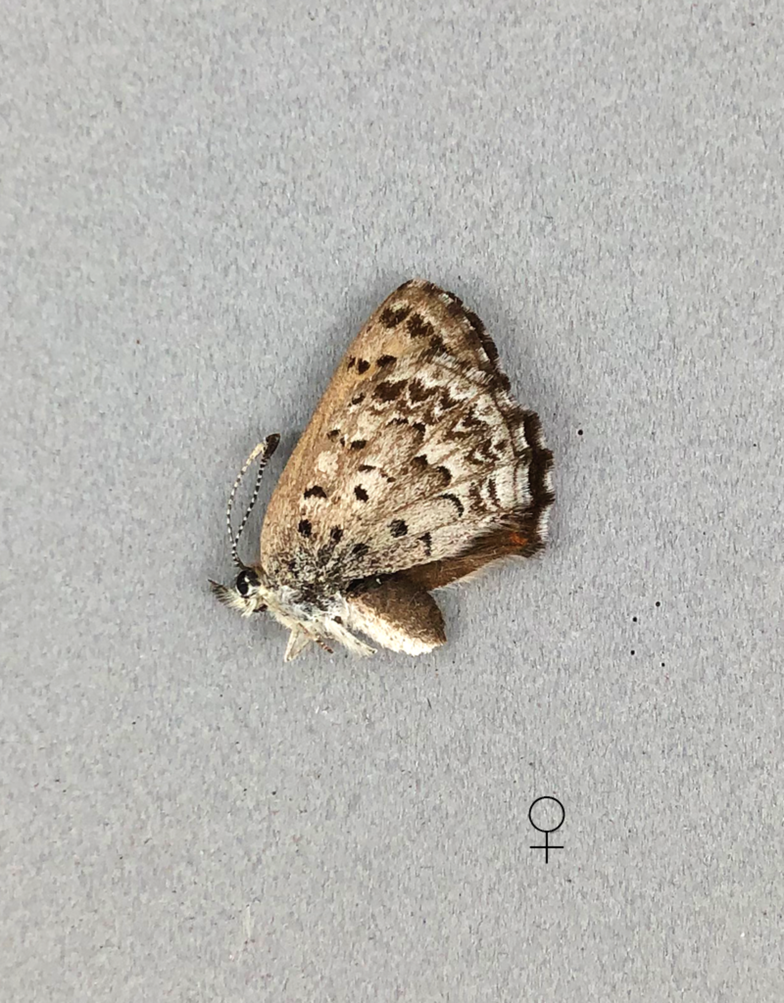 Lycaena mariposa penroseae F A1 Canada