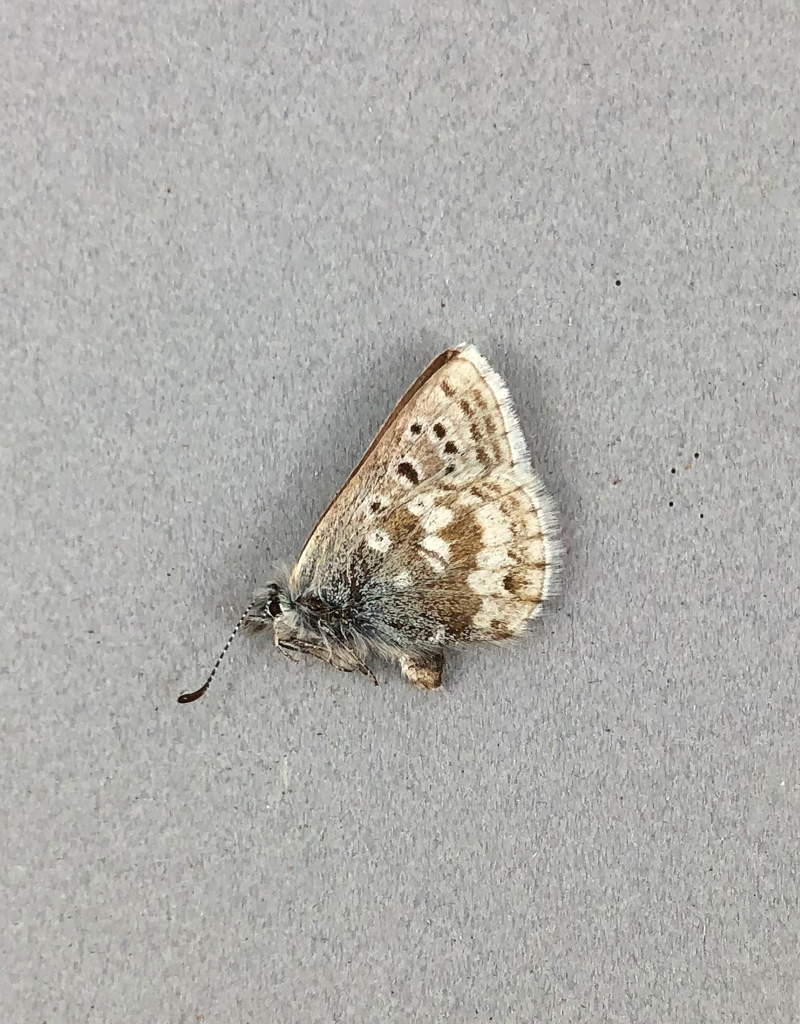 Agriades (Plebejus) rusticus megalo M A1 Canada Butterfly Art Inc.