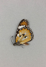 Danaus chrysippus cratippus M A1/A1- Indonesia