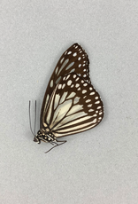 Ideopsis juventa curtisi M A1 Philippines