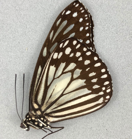 Ideopsis juventa curtisi M A1 Philippines