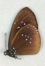 Euploea boisduvali ssp? M A1 PNG