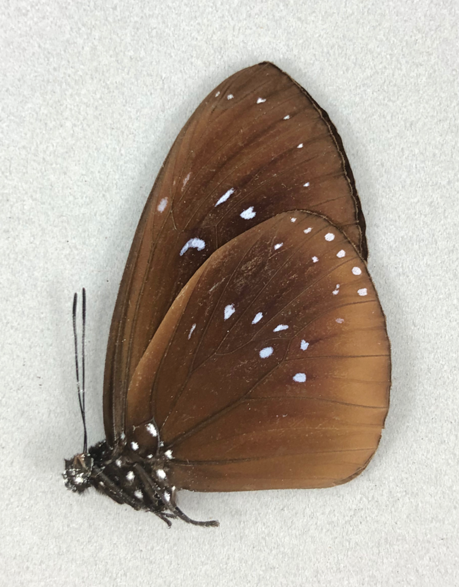 Euploea boisduvali ssp? M A1 PNG