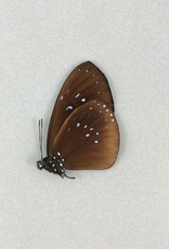 Euploea boisduvali ssp? M A1 PNG