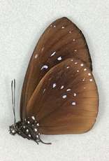 Euploea boisduvali ssp? M A1/A1- PNG