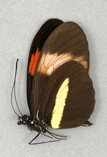 Heliconius melpomene rosina M A1 Peru