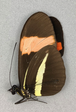 Heliconius erato demophoon M A1 Peru