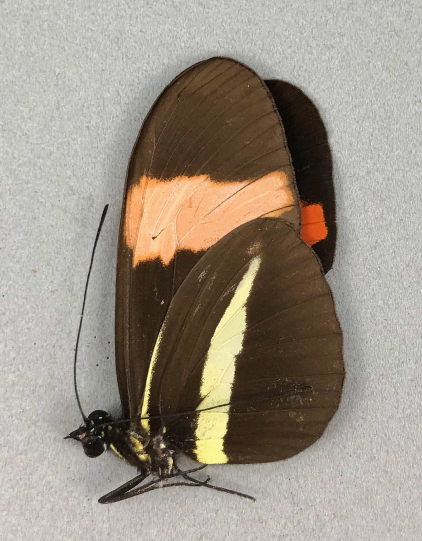 Heliconius erato demophoon M A1 Peru