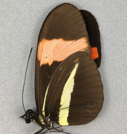 Heliconius erato demophoon M A1 Peru