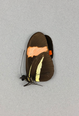 Heliconius erato demophoon M A1 Peru