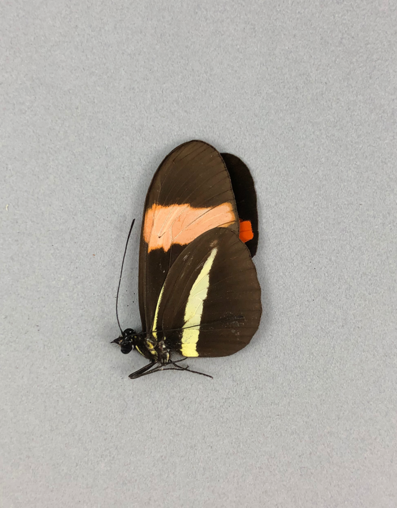 Heliconius erato demophoon M A1 Peru