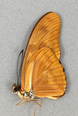 Dryas julia julia M A1 Peru