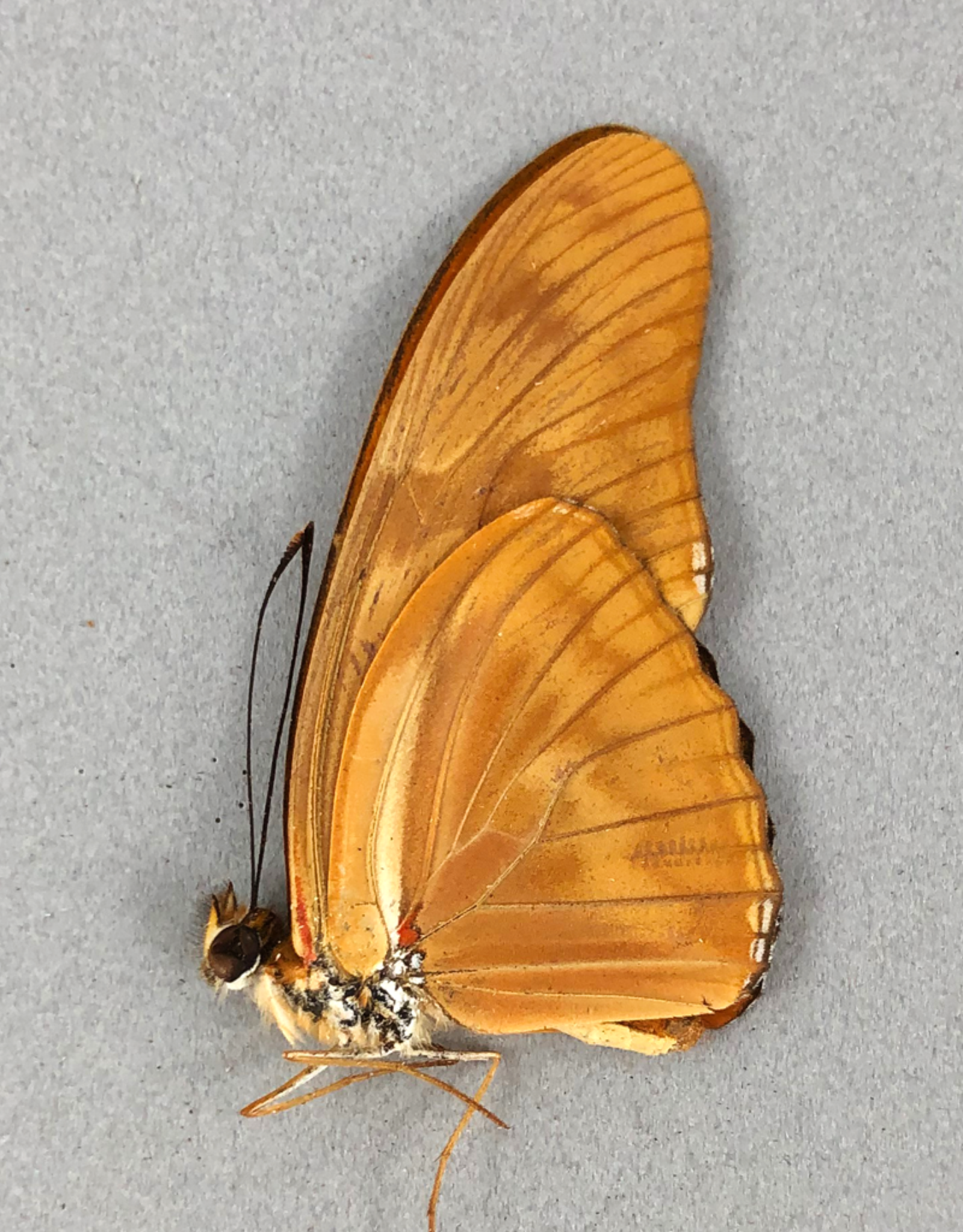 Dryas iulia iulia M A1 Peru