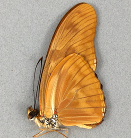 Dryas julia julia M A1 Peru