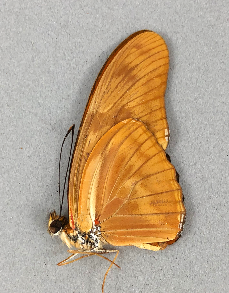 Dryas iulia iulia M A1 Peru Butterfly Art Inc.