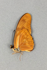 Dryas julia julia M A1 Peru