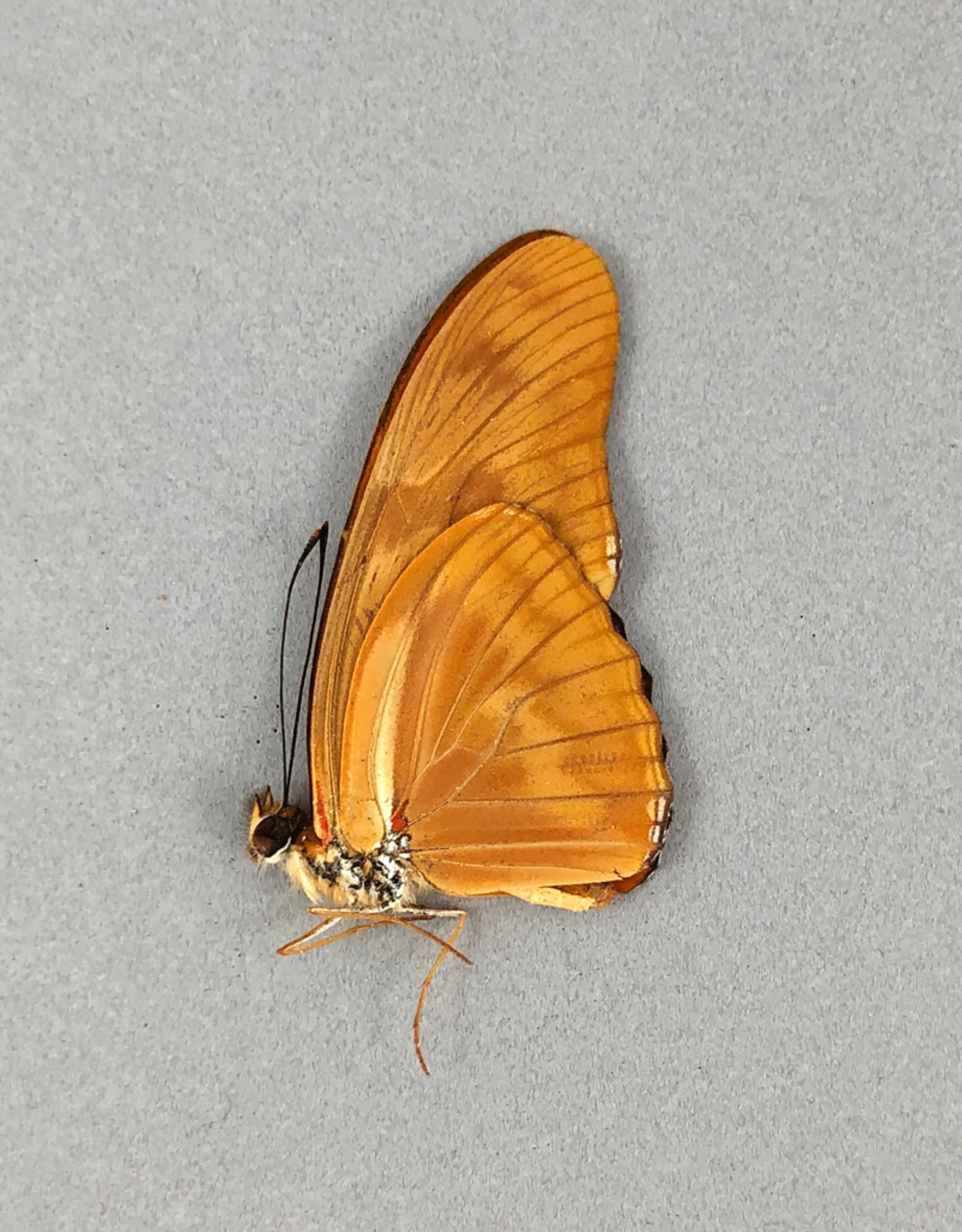 Dryas julia julia M A1 Peru