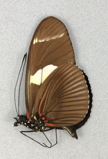 Heliconius wallacei f. flavescens M A1 Upper Huallaga Valley, Peru