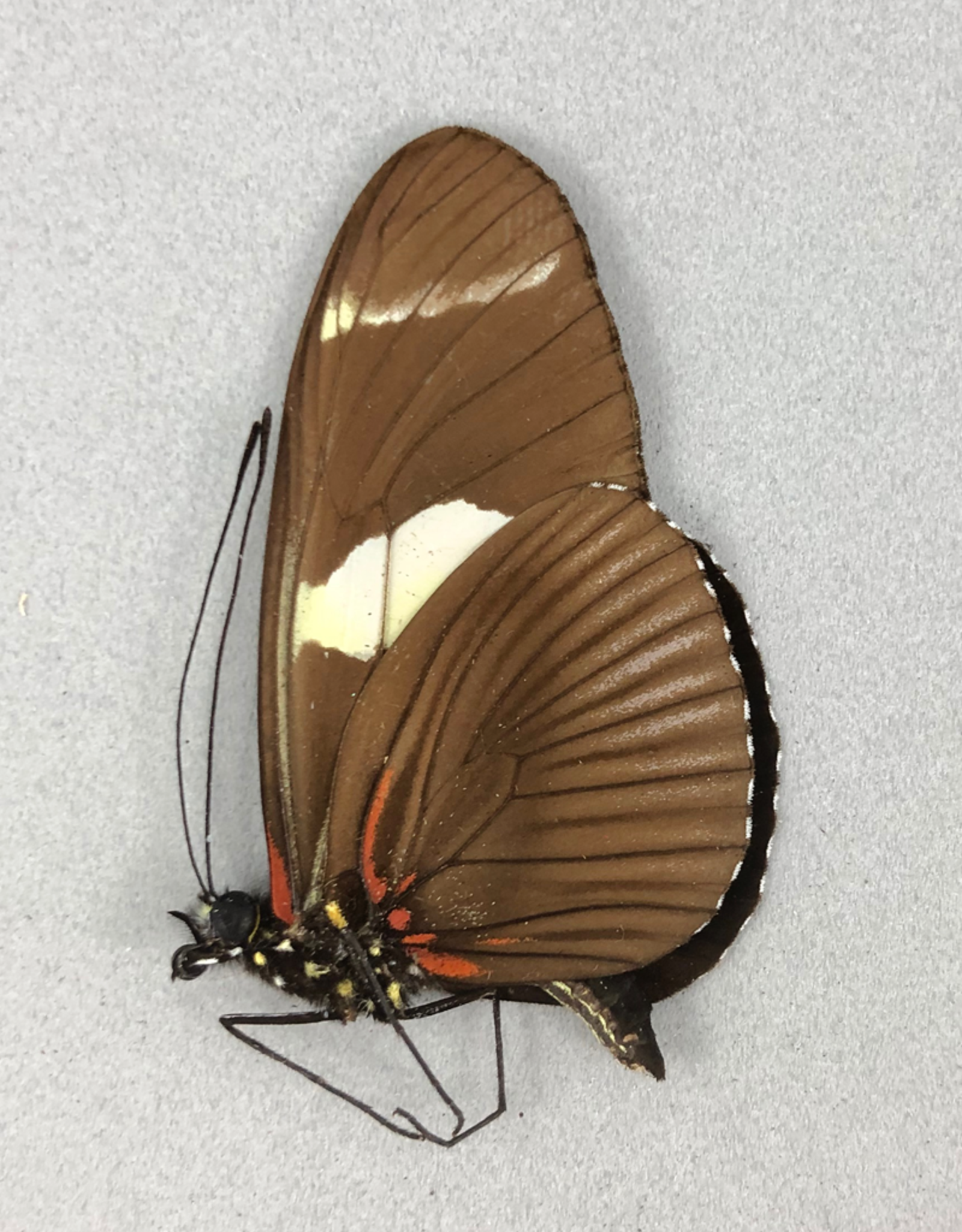 Heliconius wallacei f. flavescens M A1 Peru