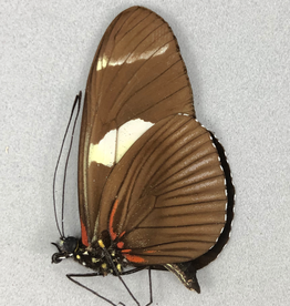 Heliconius wallacei f. flavescens M A1 Upper Huallaga Valley, Peru