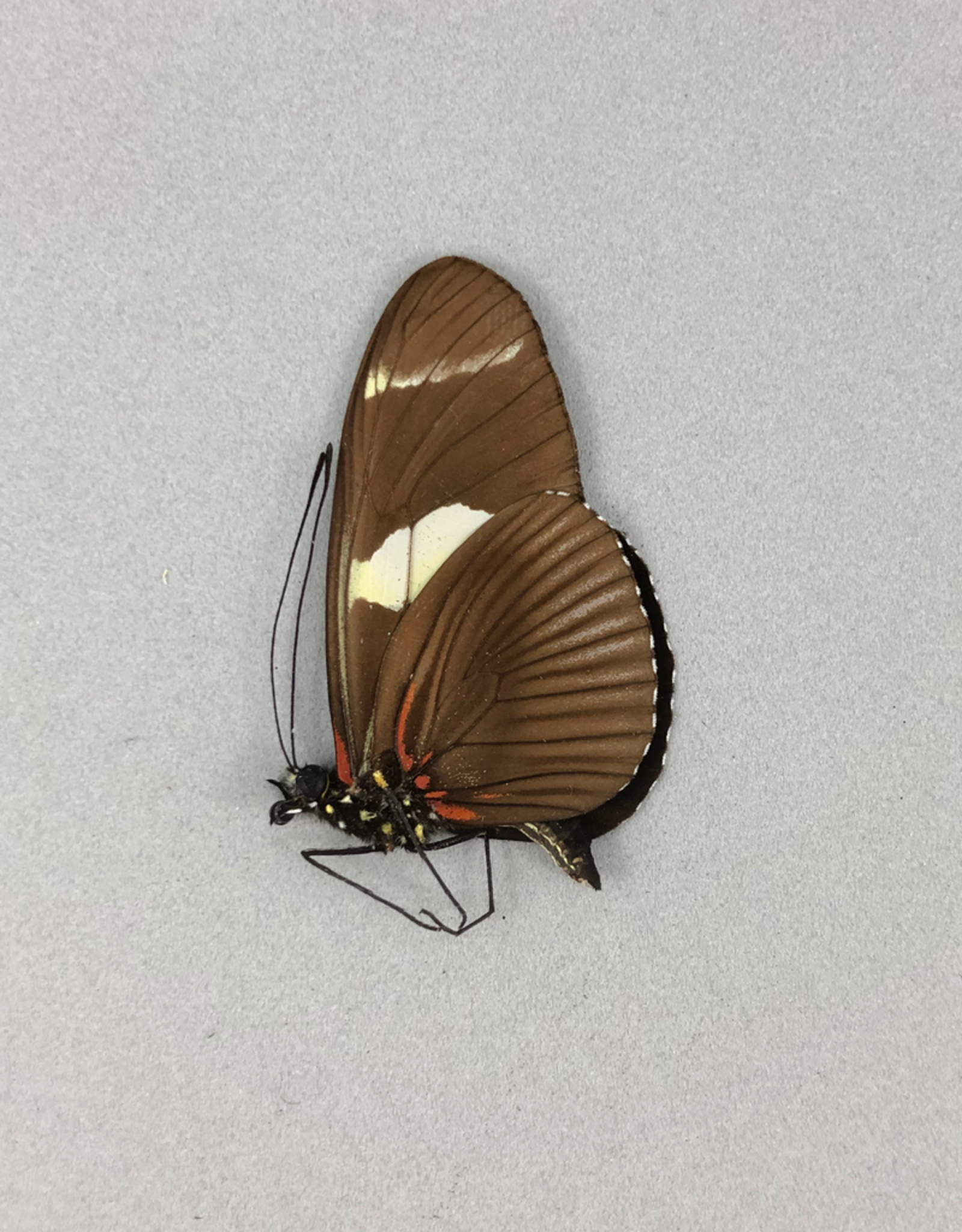 Heliconius wallacei f. flavescens M A1 Upper Huallaga Valley, Peru
