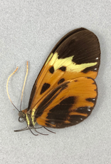 Hypothyris semifulva pallisteri M A1/A1- Peru