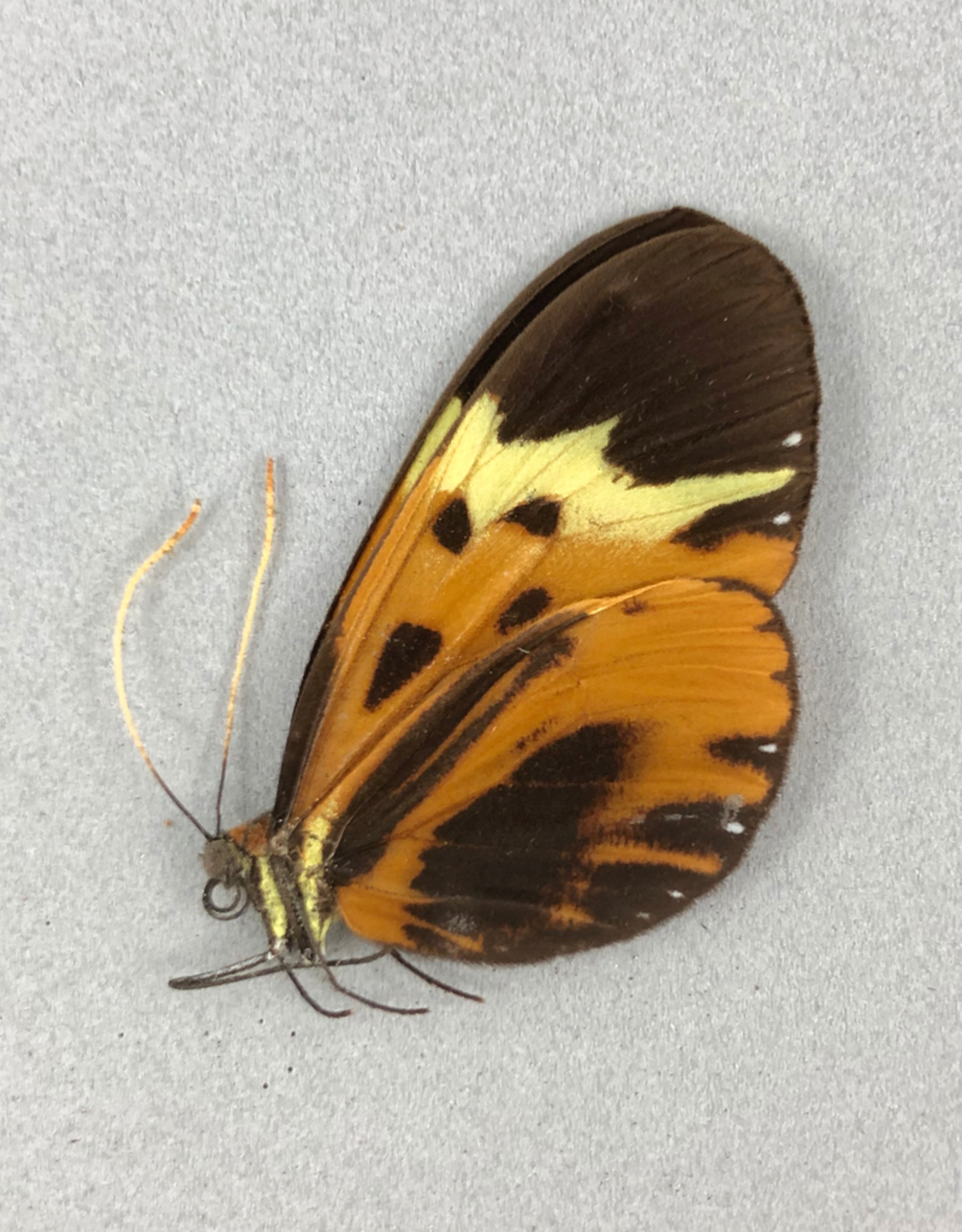 Hypothyris semifulva pallisteri M A1/A1- Peru