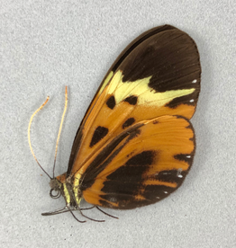 Hypothyris semifulva pallisteri M A1/A1- Peru