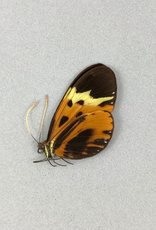 Hypothyris semifulva pallisteri M A1/A1- Peru