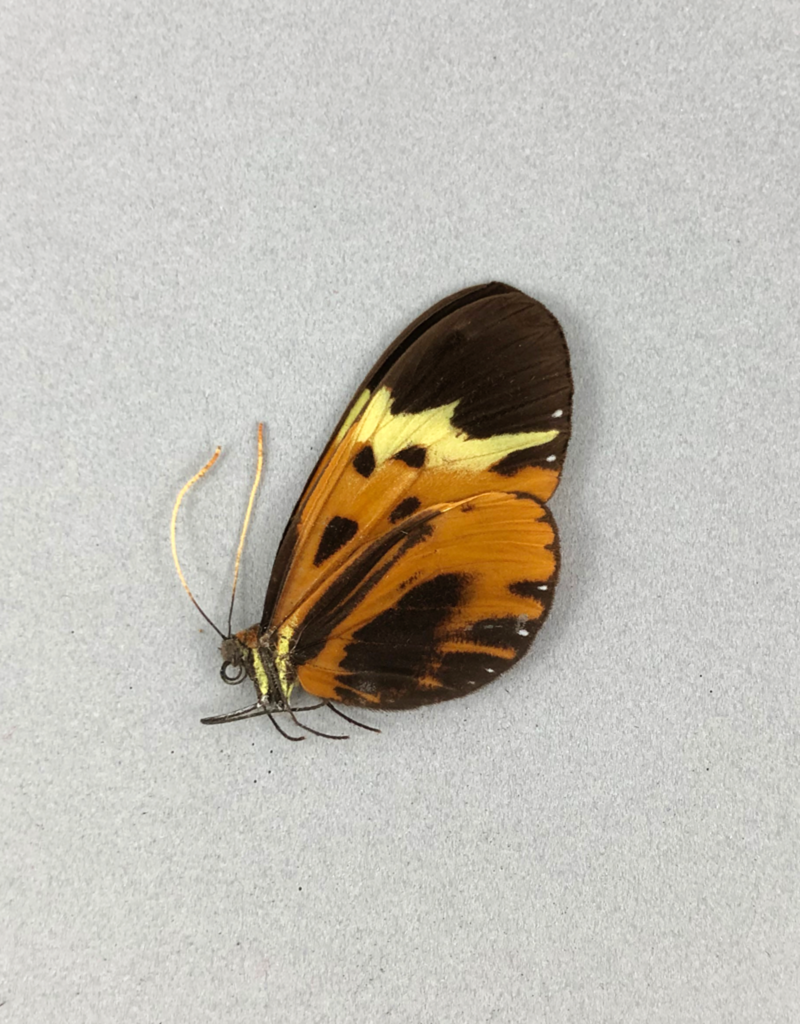 Hypothyris semifulva pallisteri M A1/A1- Peru