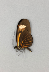 Heliconius melpomene HYBRID M A1 Peru