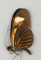 Heliconius melpomene HYBRID M A1 Peru