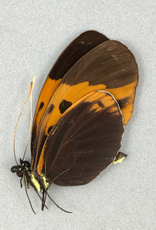 Heliconius numata aristonia f. bicoloratus M A1 Peru