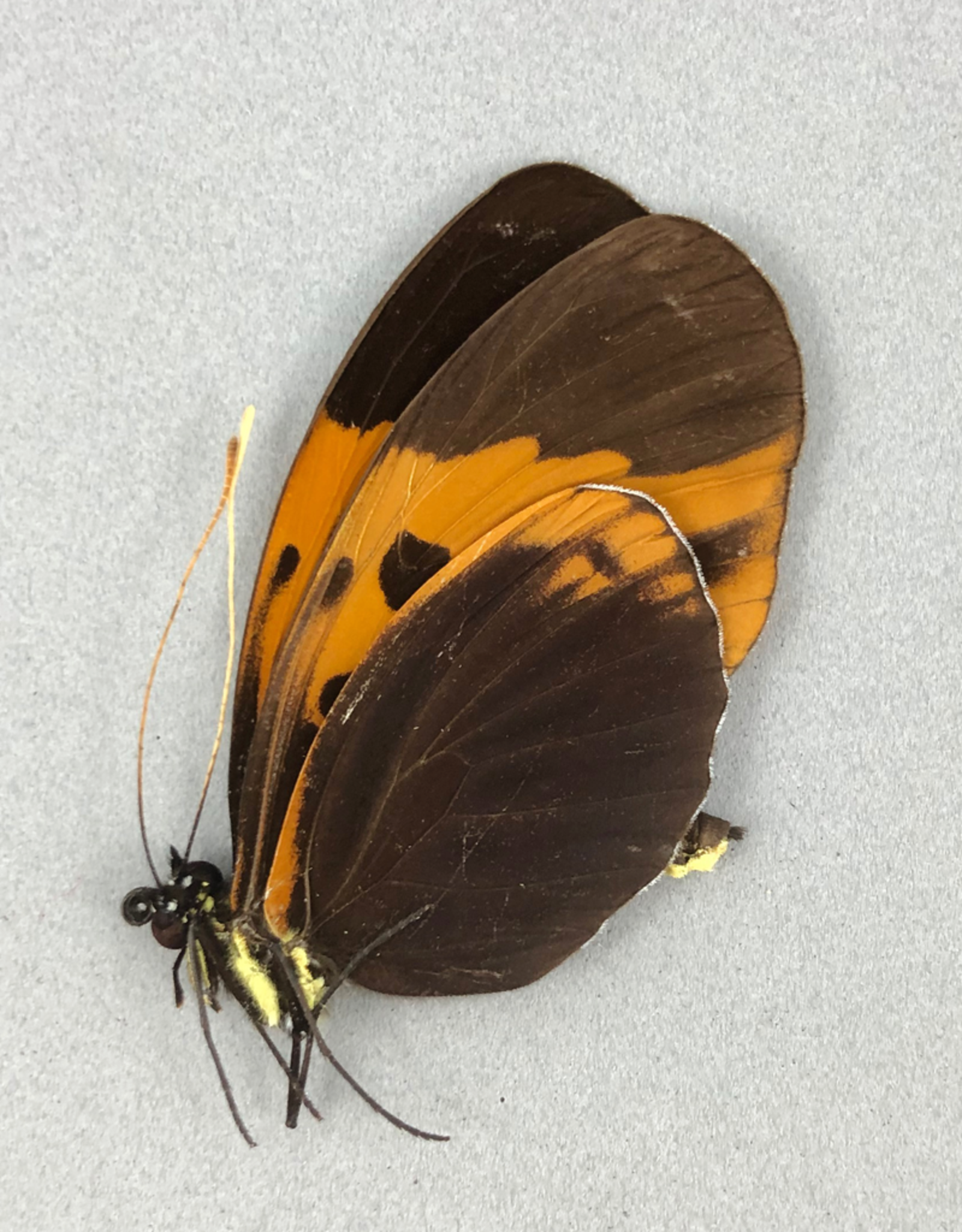 Heliconius numata aristonia f. bicoloratus M A1 Peru