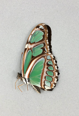 Philaethria (Metamorpha) dido M A1, Dep. de San Martino, Peru