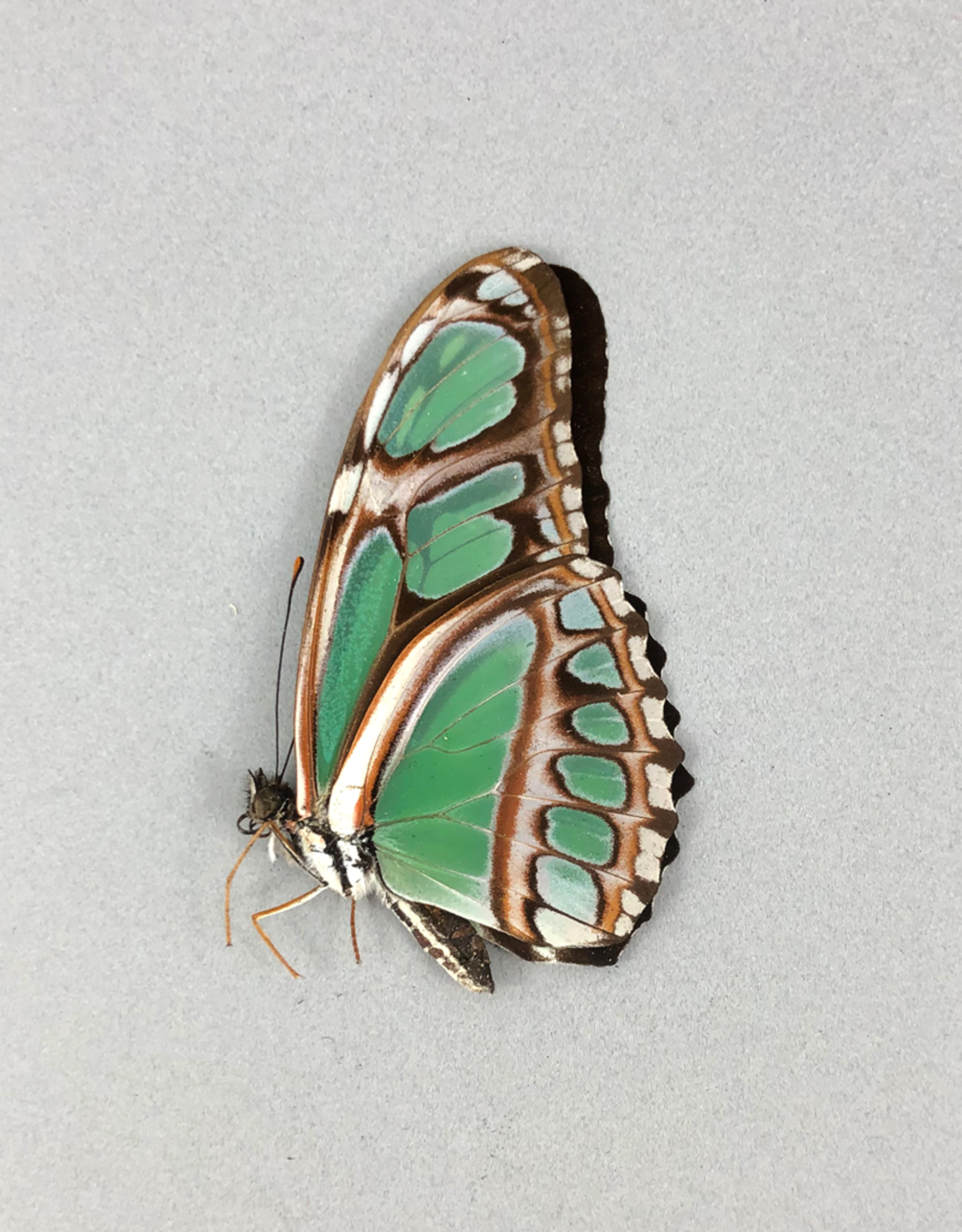 Philaethria (Metamorpha) dido M A1, Dep. de San Martino, Peru
