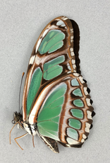 Philaethria (Metamorpha) dido M A1, Dep. de San Martino, Peru